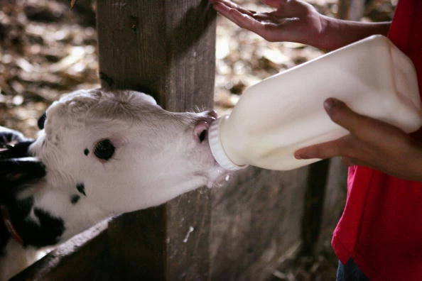 500 Acre Dairy Farm Milks 110 Cows