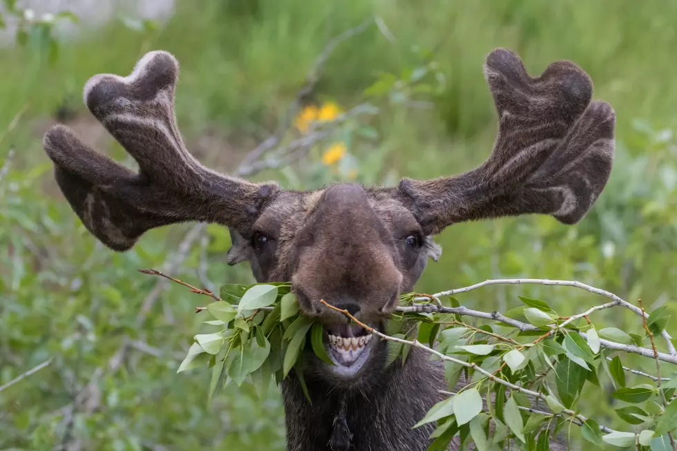 funny awkward moose eating