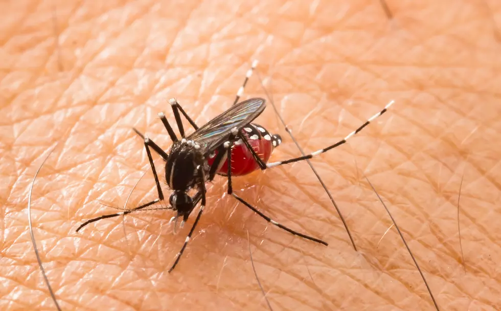 Aedes aegypti Mosquito