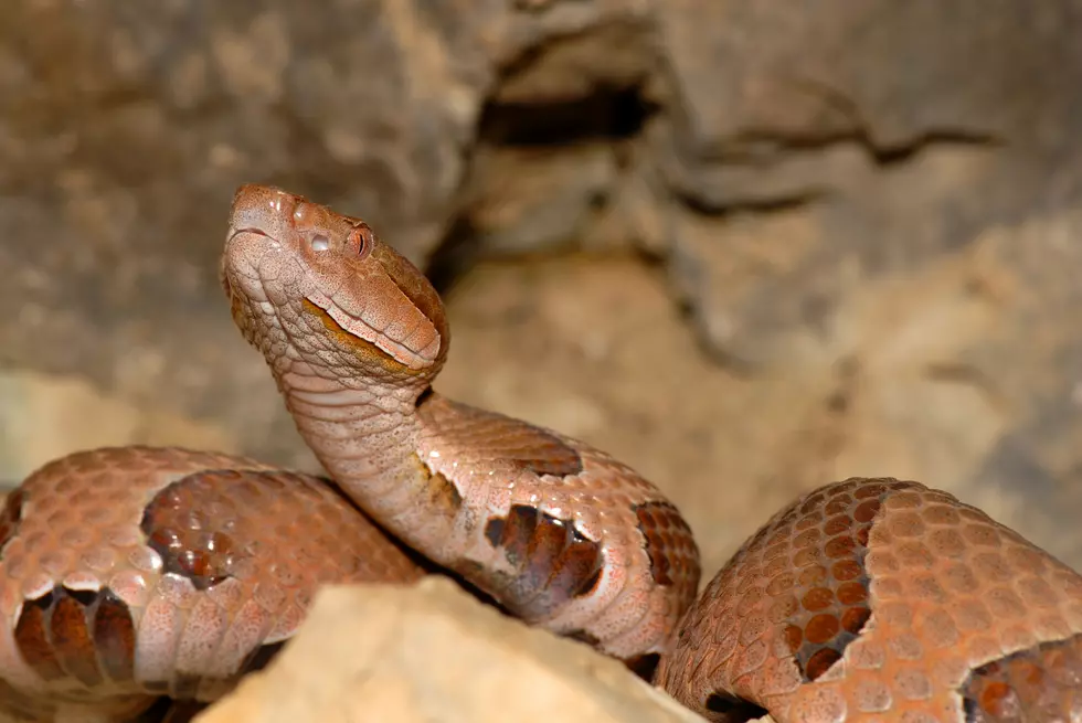 Osage Copperhead