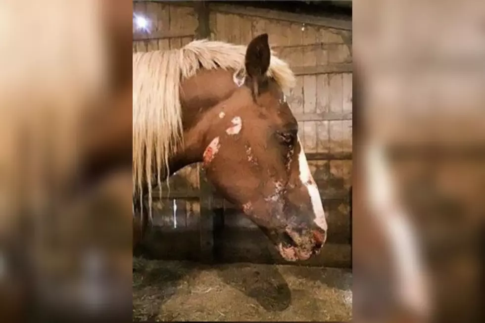 Eastern Iowa Auction Barn Part of Horse Slaughter Pipeline